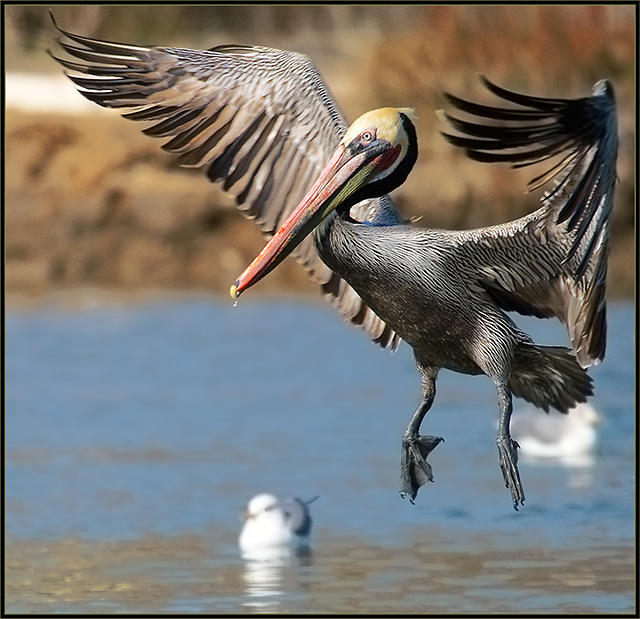 Pelican coming in for a landing...