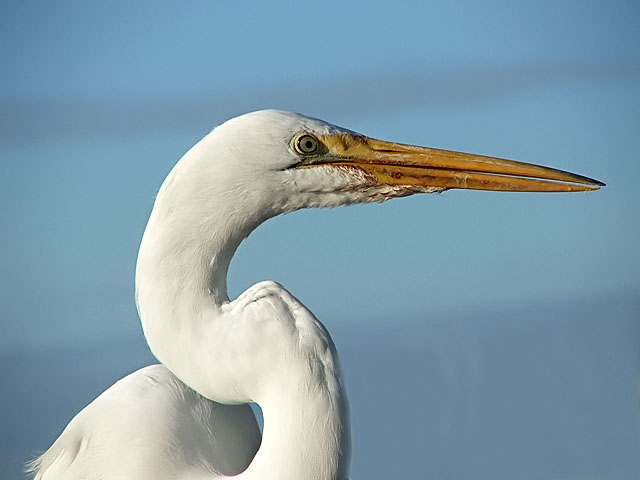 Great White Egret