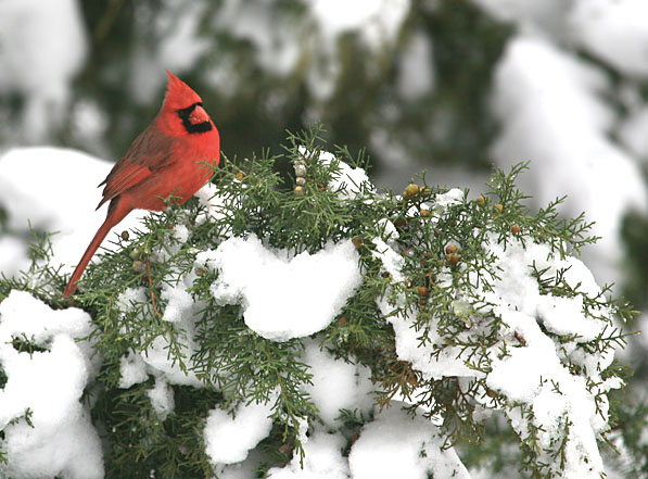 In The Juniper
