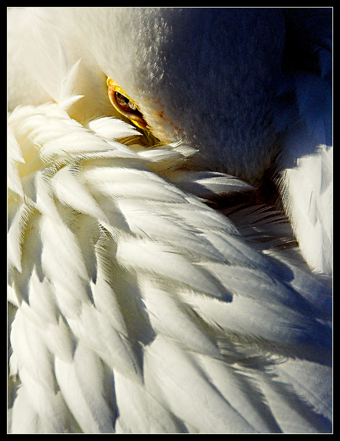 Sea Of Feathers