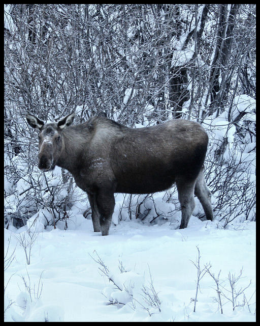 Frosty Moose