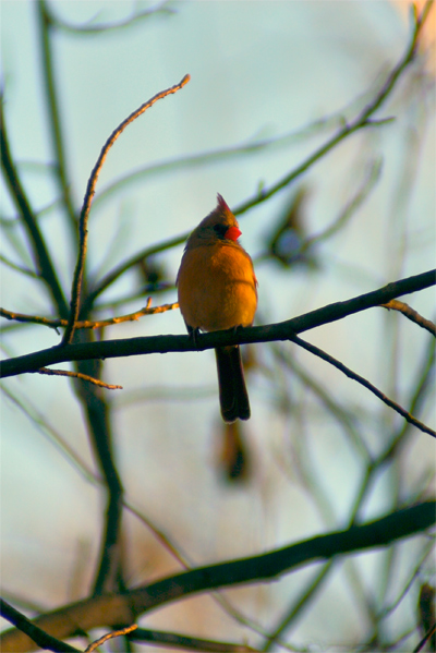 A Female Cardinal