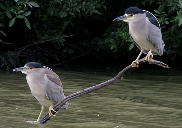 Black-crowned Night Herons