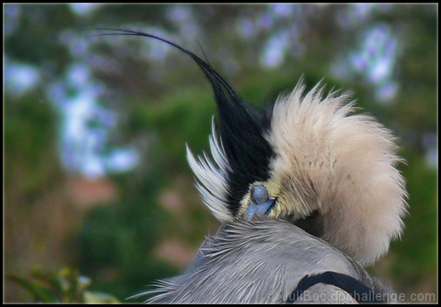 Nap Time - Great Blue Heron