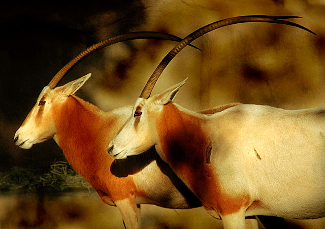Scimitar Oryx