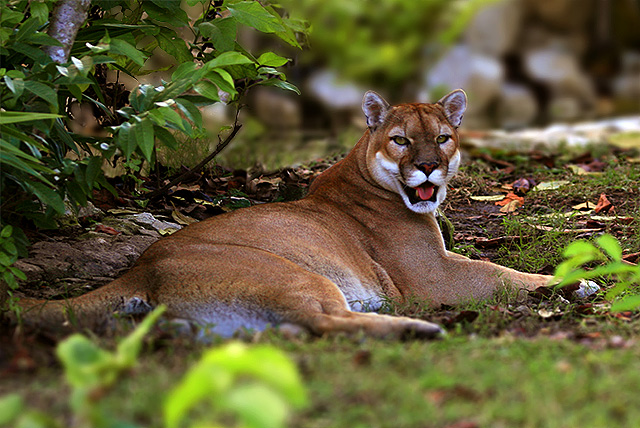 Jungle Cat