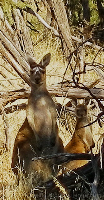 Posers in the bush