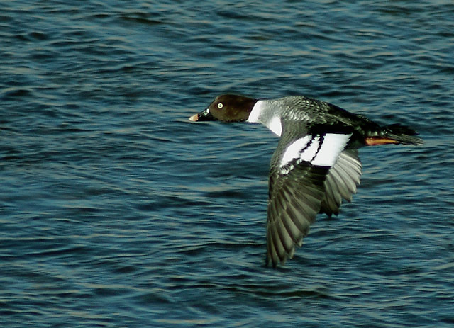 Common Goldeneye - Bucephala clangula