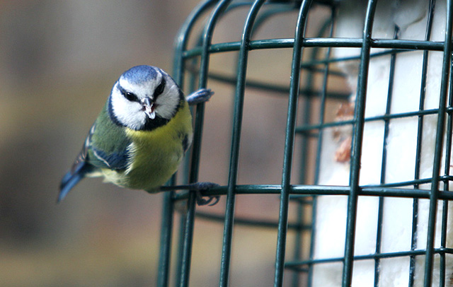 The gardeners friend