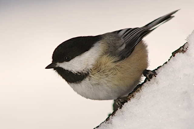 Chickadee