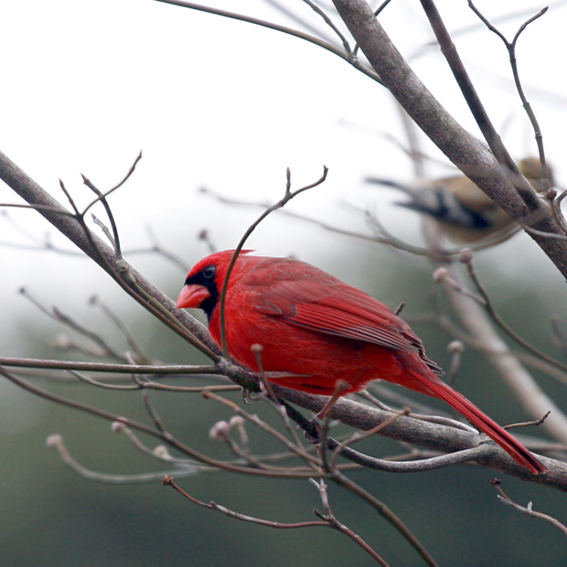 Northern Cardinal (American Goldfinch in background)