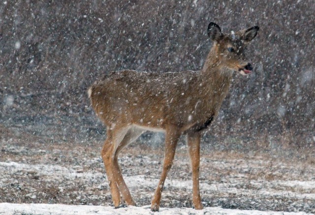 First snow?