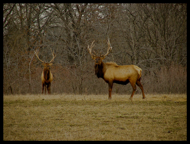 Beautiful Wildlife