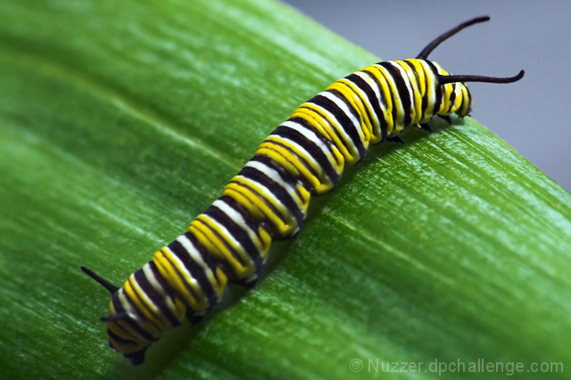 Caterpillar