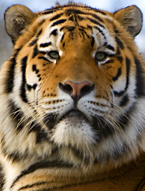 The Tiger