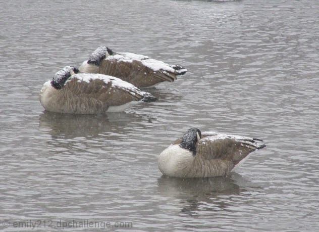 Sleeping Geese