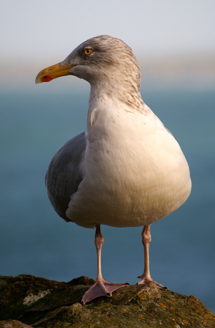 Looking for dinner