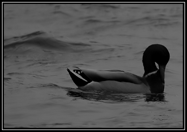 Mallard
