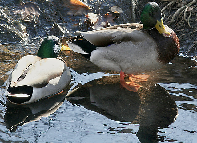 Ducking The Sun