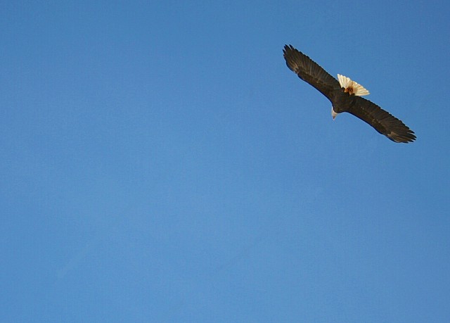 Bald Eagle