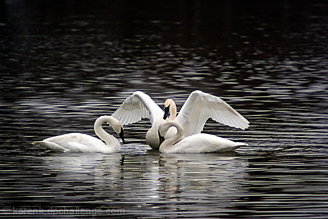 The Gathering