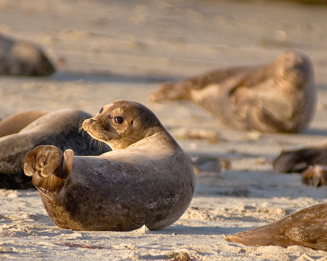 California Harbor Seals