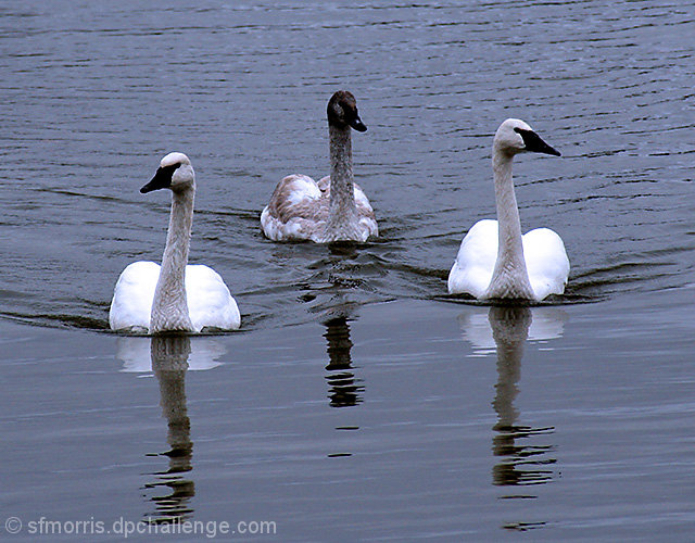 Trumpeter Swans