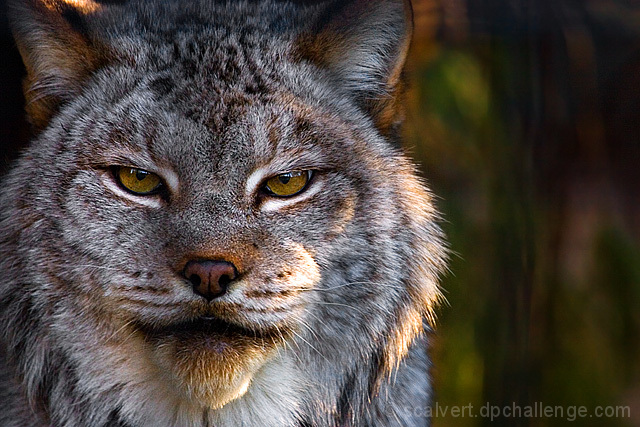 Staredown: Canada Lynx @ 640mm