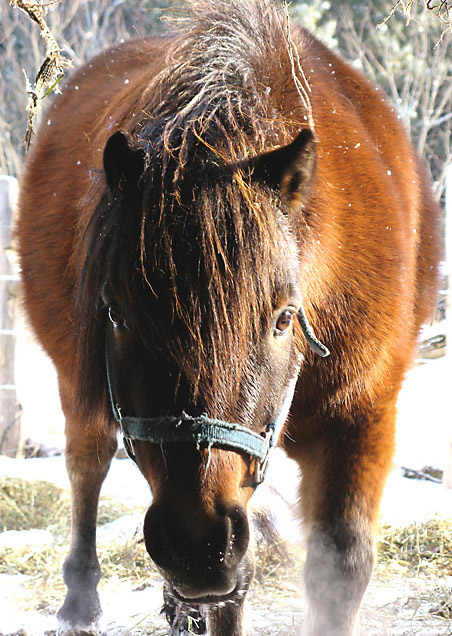 Entrancing pony