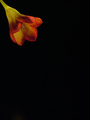 Red and Yellow Fresia
