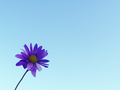 Daisy on Blue