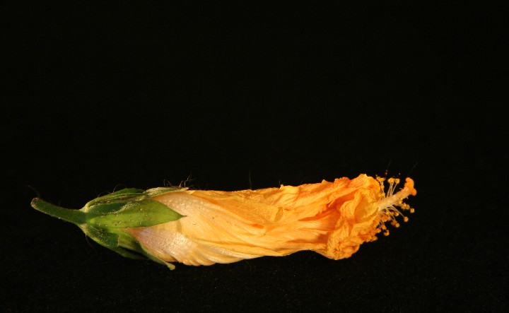 Fading Glory