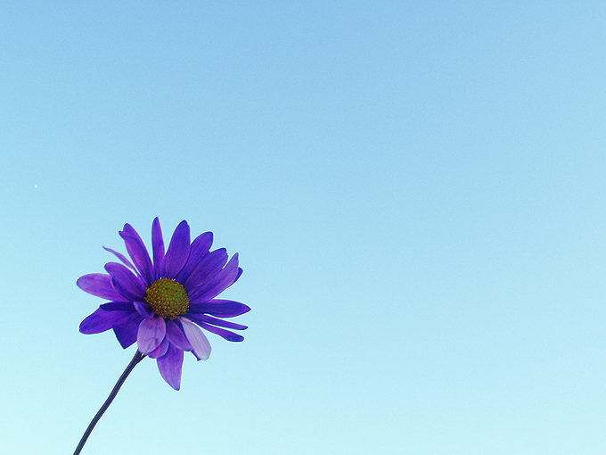 Daisy on Blue
