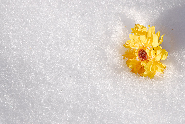 In the snow