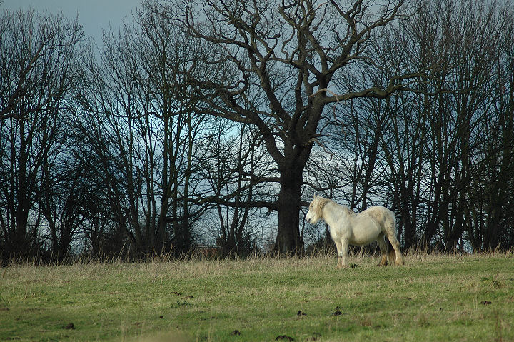 Lonely White Horse