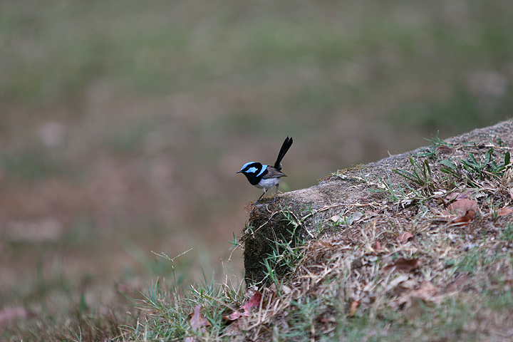 Superb fairy-wren