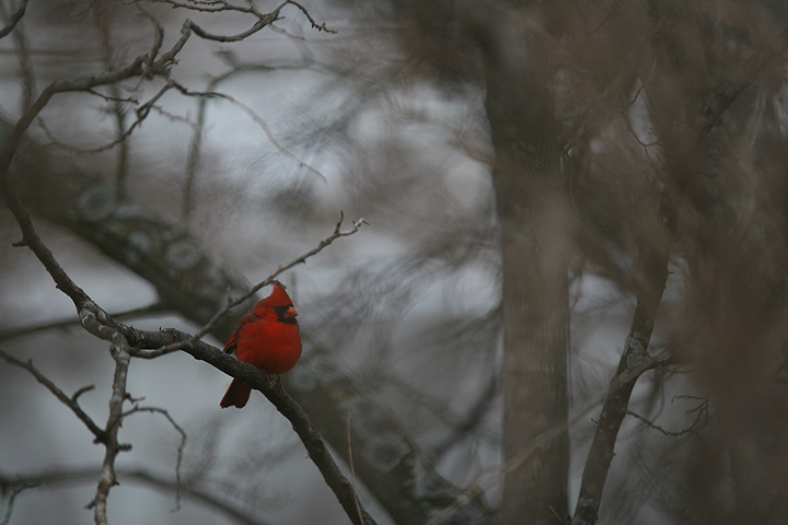 Redbird in Winter