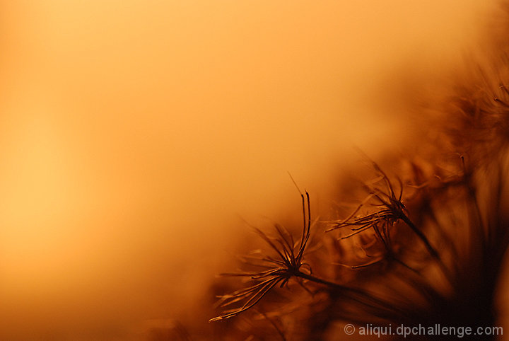 Desert Flower