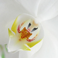 White Phalaenopsis