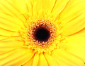 Yellow Gerbera