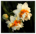 Narcissus