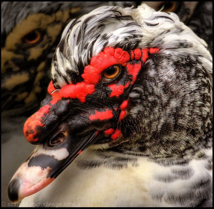 The Sith Lord - Duck Maul