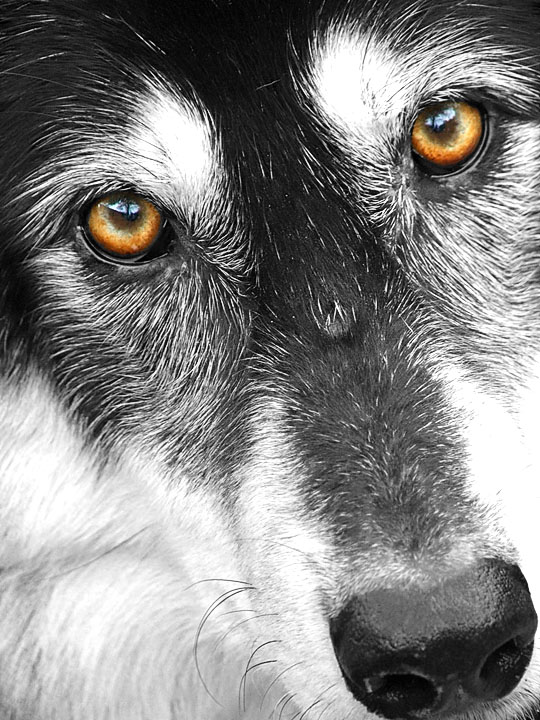 The Stare