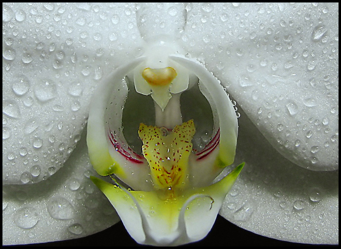 Mouth of a Orchidé