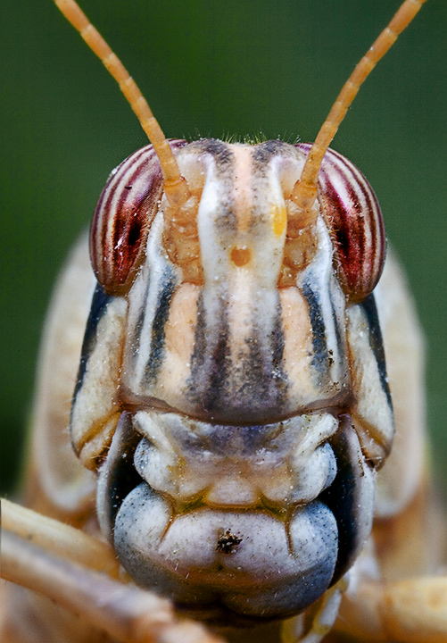 'Somthin Buggin Ya?'