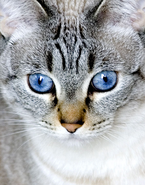 Misty Blue Eyes