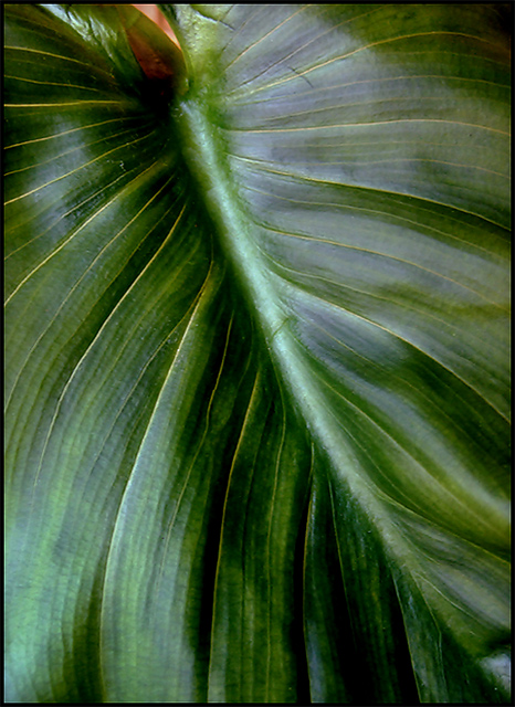 Calla Lily Leaf