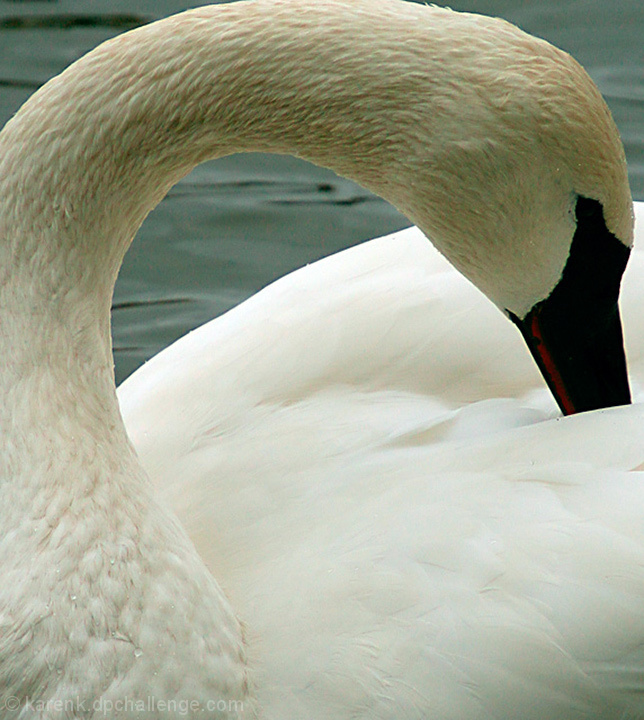 Trumpeter Swan