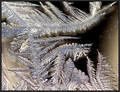 Window Frost
