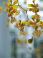 The Dancing Ladies Orchid